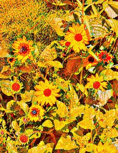 Solsikker til Van Gogh.