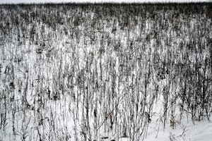 Januar af Alexandra Gertrud Maria Marx