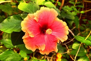 Blomstermalerier i oliestil af Albert Mansour