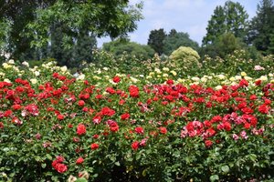 Blomstermalerier i oliestil af Albert Mansour