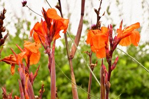 Blomstermalerier i oliestil