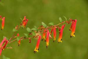 Blomstermalerier i oliestil