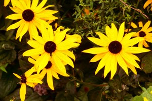 Blomstermalerier i oliestil af Albert Mansour