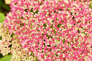 Blomstermalerier i oliestil