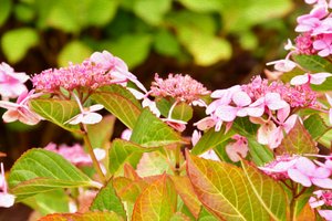 Blomstermalerier i oliestil