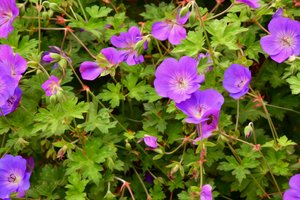 Blomstermalerier i oliestil af Albert Mansour