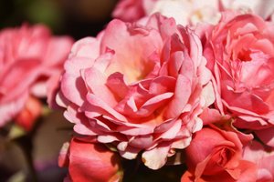 Blomstermalerier i oliestil af Albert Mansour