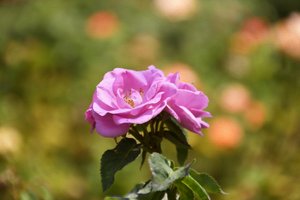 Blomstermalerier i oliestil af Albert Mansour