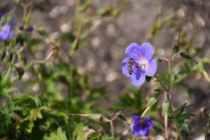 Blomstermalerier i oliestil af Albert Mansour