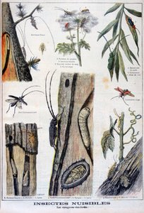 Skadelige insekter, der er ødelæggende for skove, 1897 af A Clement