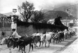 Nogle okser, der bruges til transport af marmor fra stenbruddene i Apuan, er lavet til at gå langs en vej i Carrara (s/h foto)