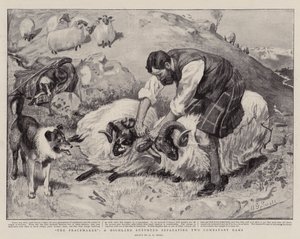 The Peacemaker, en Highland Shepherd, der adskiller to kombatterende væddere af A. G. Small
