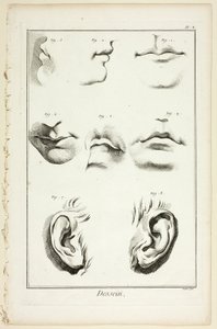 Design: Facial Anatomy fra Encyclopédie