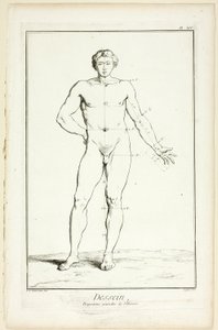 Design: Mandens generelle proportioner, fra Encyclopédie