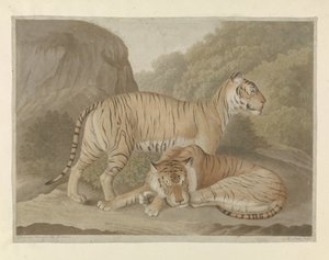 To tigre i et landskab