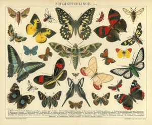 Sommerfugle. I. af A. Reichert