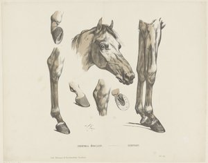 Hingstehest / Hengst (titel på objekt) af A. van Loco