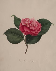 Ikonografi af slægten camellia: nr. 171, 1839-1843. af Abbé Laurent Berlèse
