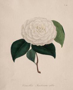 Ikonografi af kameliaslægten: nr. 194, 1839-1843. af Abbé Laurent Berlèse