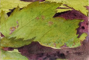 Heterocampa Biundata, Walker, studie til bogen Skjulende farver i dyreriget af Abbott Handerson Thayer