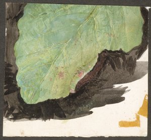 Heterocampa Biundata, Walker, studie til bogen Skjulende farver i dyreriget af Abbott Handerson Thayer