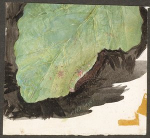 Heterocampa biundata, Walker, illustration til bogen »Concealing Coloration in the Animal Kingdom«