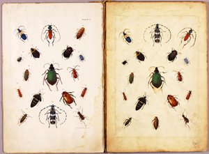 INSEKTER – Farvede biller, landskab, studiemappe til bogen »Concealing Coloration in the Animal Kingdom« af Abbott Handerson Thayer