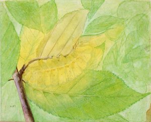 »Lunar Caterpillar«, studie til bogen »Concealing Coloration in the Animal Kingdom« af Abbott Handerson Thayer