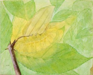 Lunar Caterpillar, studie til bogen Concealing Coloration in the Animal Kingdom, n.d. af Abbott Handerson Thayer