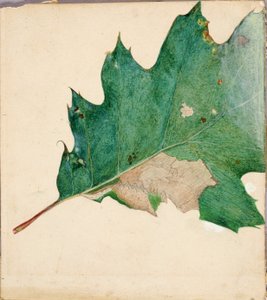 Oligocentra Lignicolor, Walker, studie til bogen Concealing Coloration in the Animal Kingdom. af Abbott Handerson Thayer