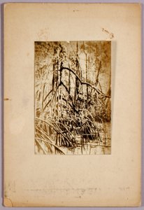 Foto af mose, studiemappe til bogen Concealing Coloration in the Animal Kingdom af Abbott Handerson Thayer