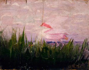 Roseate Spoonbill, studie til bogen Concealing Coloration in the Animal Kingdom (skjulte farver i dyreriget) af Abbott Handerson Thayer