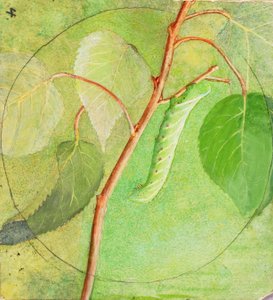 Sphinx Caterpillar, studie til bogen Concealing Coloration in the Animal Kingdom, n.d. af Abbott Handerson Thayer