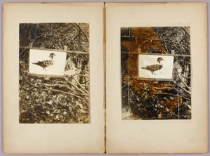 Stencil Ducks, studiemappe til bogen Concealing Coloration in the Animal Kingdom (skjulte farver i dyreriget) af Abbott Handerson Thayer