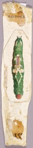 White Birch Leaf Edge Caterpillar, studie til bogen Concealing Coloration in the Animal Kingdom (Skjult farve i dyreriget) af Abbott Handerson Thayer