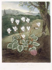 Den persiske Cyclamen, indgraveret af Elmes, fra 