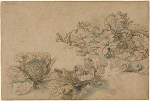 Undersøgelser af en knoglemarvsplante og kål af Abraham Bloemaert