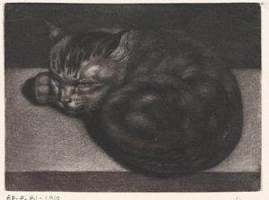 sovende kat