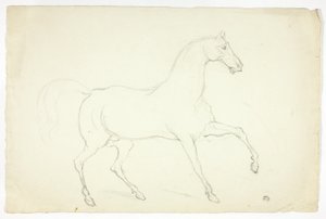 Hingst af Abraham Cooper