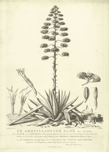 Blomstrende amerikansk aloe, 1757 The American Aloe of Clusius, or the Agave of Linnaeus (...) Have Bloomed in the Summer of the Year 1757 af Jac: Schuurmans Stkehooven, Blomsterhandler i Leiden (titel på objekt) af Abraham Delfos