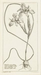 Iris af Abraham Delfos