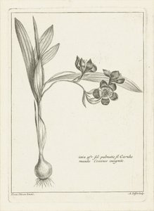 Ixia af Abraham Delfos