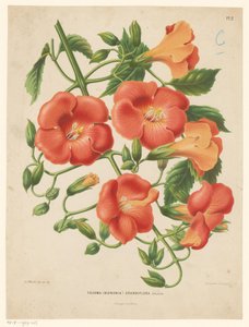 Bignoni Tecoma (bignonia) grandiflora (titel på objekt) af Abraham Jacobus Wendel
