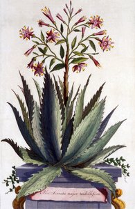 Aloe Serrata major umbellifera, fra 