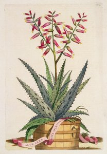 Aloe Vera Costa Spinosa, fra "Phytographia Curiosa", udgivet i 1702 (farvestik)