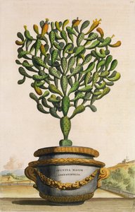 Opuntia Maior Augustifolia, fra Phytographia Curiosa, udgivet 1702