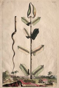 Curious Phytographia: Apocynum Virginianum
