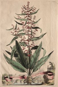 En nysgerrig Phytographia