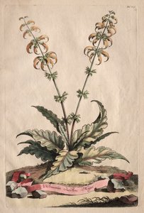 Phytographia Curiosa: Major Indian Horminum af Abraham Munting