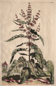 Nysgerrig Phytography: Lapathum Longifolium Curlum af Abraham Munting
